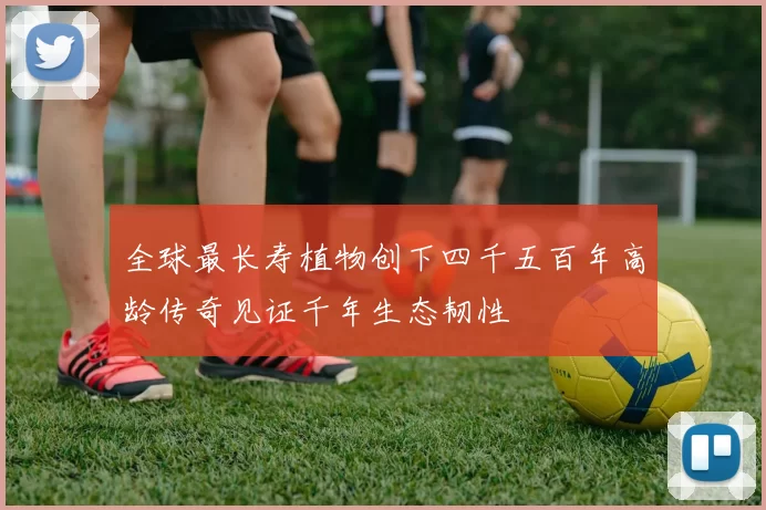 全球最长寿植物创下四千五百年高龄传奇见证千年生态韧性